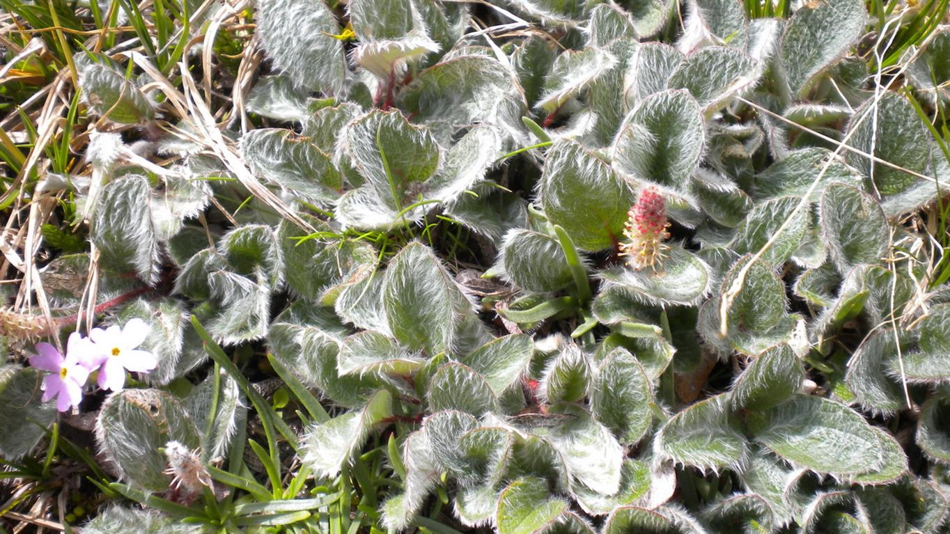 Salix reticulata / Salice reticolato